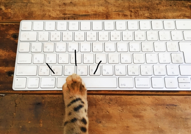 検索する猫の手